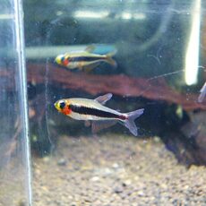 トゥッカーノテトラ　５匹セット　　２０２５年１１月１３日入荷