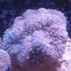 コエダナガレハナサンゴ　ライトパープル　２０２５年１１月１６日撮影