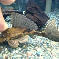 サタンプレコ　約９～１０ｃｍ　２０２５年１１月１３日入荷