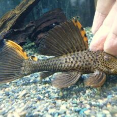 タイガーフィンサタンプレコ　２０２４年１１月１０日入荷