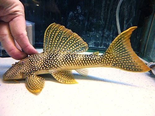 ゴールドエッジマグナムプレコ