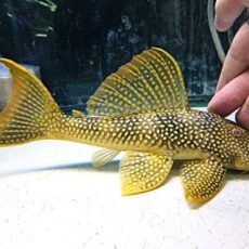 ゴールドエッジマグナムプレコ　２０２５年１１月１３日入荷