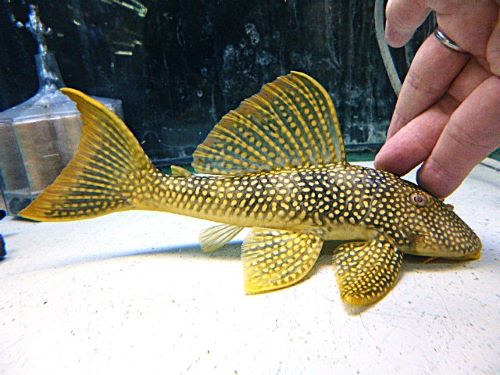 ゴールドエッジマグナムプレコ　２０２５年１１月１３日入荷