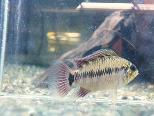 キーメンフレック