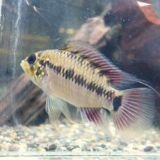 アピストＳｐ．キーメンフレック　ペア②　２０２５年１１月１３日入荷　