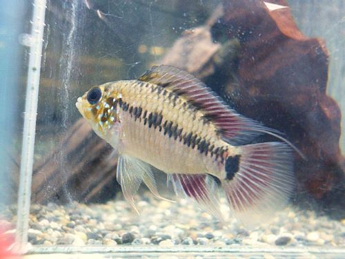 アピストSp.キーメンフレック ペア② 2025年11月13日入荷 キーメンフレック