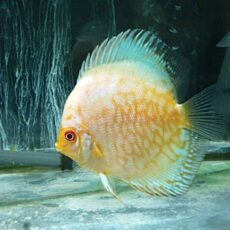 ホワイトバタフライディスカス②　２０２５年１１月９日入荷