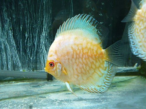 ホワイトバタフライディスカス②　２０２５年１１月９日入荷