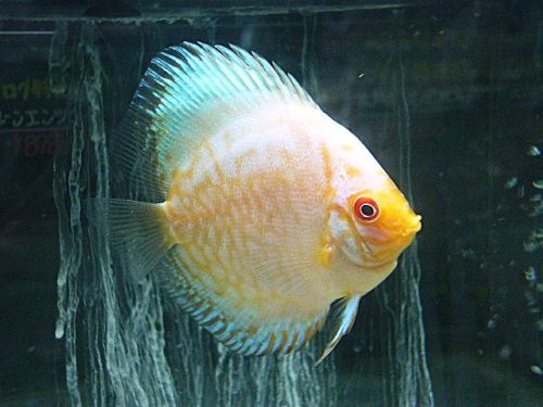 ホワイトバタフライディスカス② 2025年11月9日入荷 ホワイトバタフライ・ディスカス