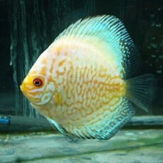 ホワイトバタフライディスカス③　２０２５年１１月９日入荷