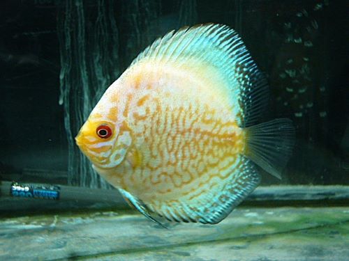 ホワイトバタフライディスカス③　２０２５年１１月９日入荷