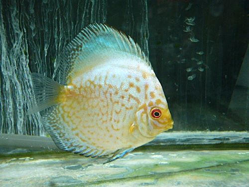 ホワイトバタフライ・ディスカス