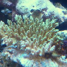 ミドリイシ　お買い得！！！　　２０２５年１１月１８日撮影