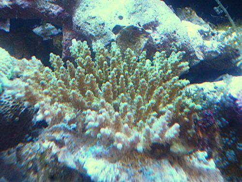 ミドリイシ　お買い得！！！　　２０２５年１１月１８日撮影