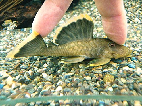 オレンジフィンブラックプレコ