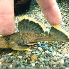 オレンジフィンブラックプレコ　２０２５年１１月６日入荷