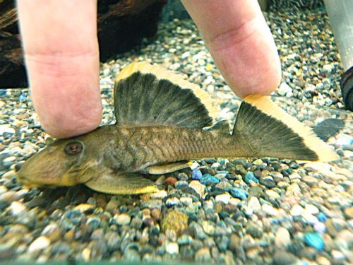 オレンジフィンブラックプレコ　２０２５年１１月６日入荷