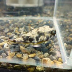 テトラオドン　ムブ　２０２５年１１月７日入荷