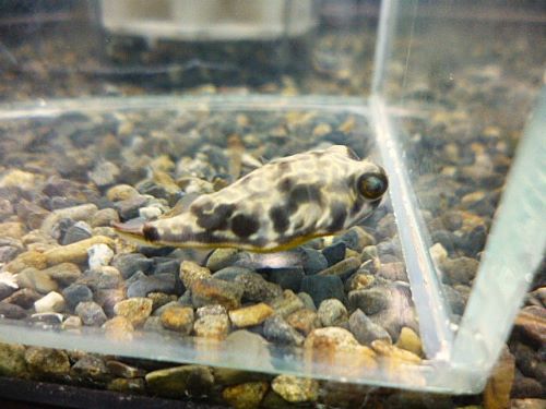 テトラオドン　ムブ　２０２５年１１月７日入荷