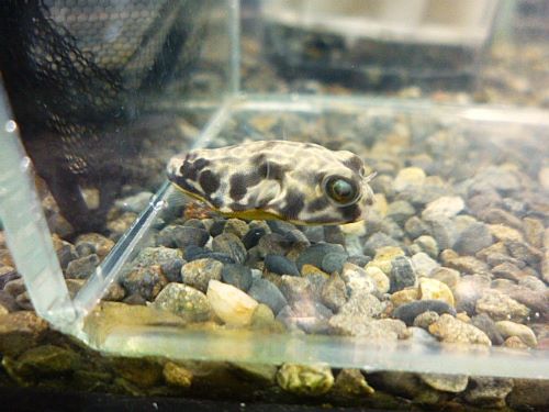 テトラオドン　ムブ