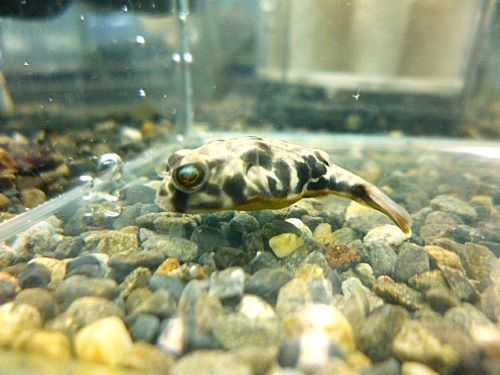 テトラオドン　ムブ