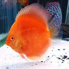 アルビノサンメラーディスカス①　２０２５年１１月７日入荷