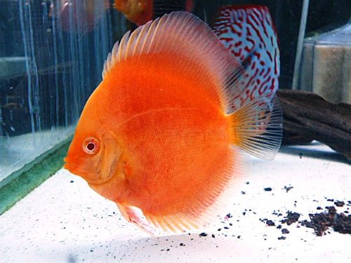 アルビノサンメラーディスカス①　２０２５年１１月７日入荷