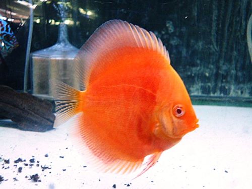 サンメラー・ディスカス