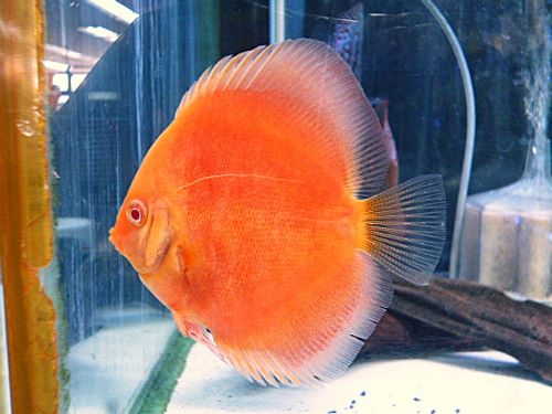 サンメラー・ディスカス