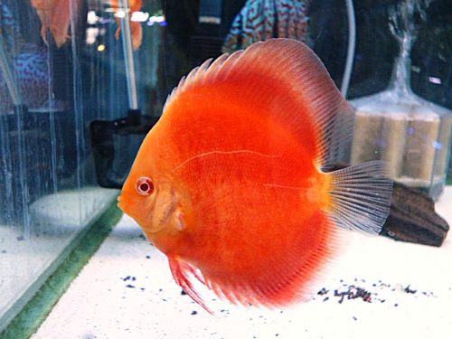 アルビノサンメラーディスカス②　　２０２５年１１月７日入荷