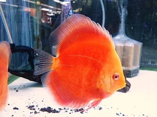 サンメラー・ディスカス