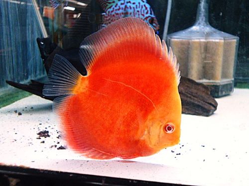 アルビノサンメラーディスカス② 2025年11月7日入荷 サンメラー・ディスカス