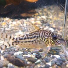 コリドラス　ピンヘイロイ①　２０２５年１１月１５日入荷