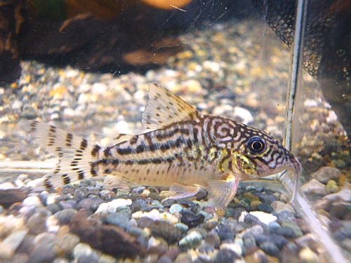 コリドラス　ピンヘイロイ①　２０２５年１１月１５日入荷