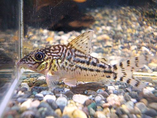 コリドラス　ピンヘイロイ