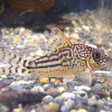 コリドラス　ピンヘイロイ②　２０２５年１１月１５日入荷