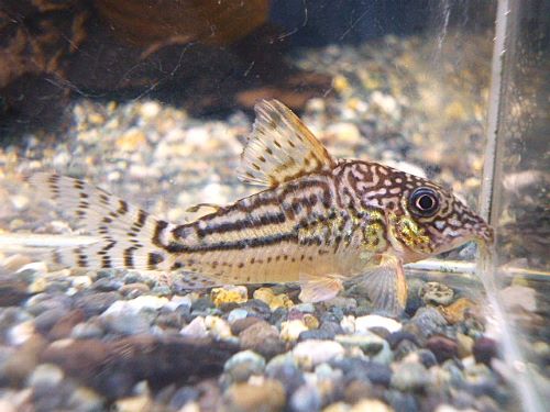 コリドラス　ピンヘイロイ②　２０２５年１１月１５日入荷