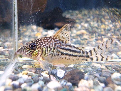 コリドラス　ピンヘイロイ