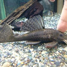 ブッシープレコＳｐ．ペルースポット　２０２５年１０月１６日入荷