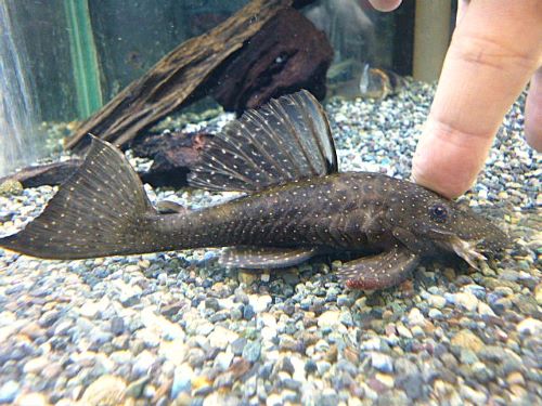 ブッシープレコＳｐ．ペルースポット　２０２５年１０月１６日入荷