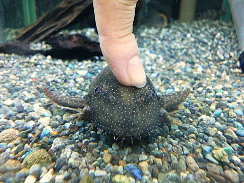 ブッシープレコＳｐ．ペルースポット