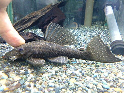 ブッシープレコＳｐ．ペルースポット