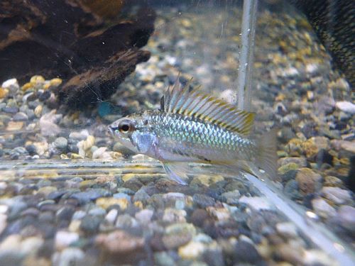 トリファスキアータ