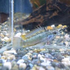 アピスト　トリファスキアータ　ペア　２０２５年１１月１８日入荷