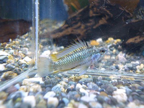 アピスト トリファスキアータ ペア 2025年11月18日入荷 トリファスキアータ