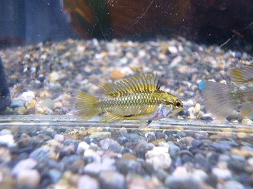 アピスト トリファスキアータ ペア 2025年11月18日入荷 トリファスキアータ