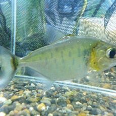 スペシャルプライス１匹目　ピラニアＣｆ.ゴウルディンギ