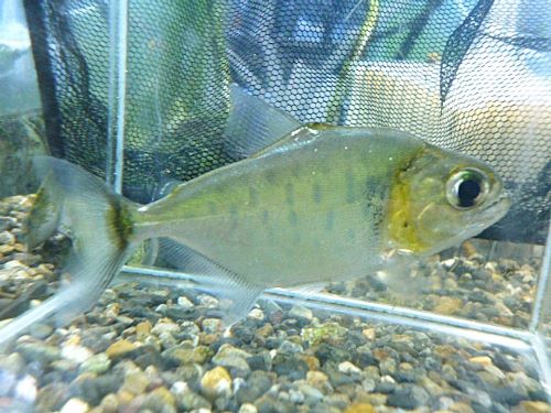 １１月２０日～３０日までスペシャルプライス！！！