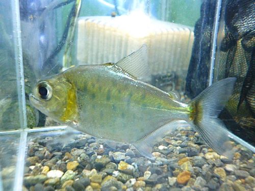 スペシャルプライス1匹目 ピラニアCf.ゴウルディンギ ピラニアCf.ゴウルディンギ