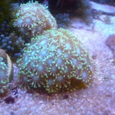 アワサンゴ　グリーン　２０２５年１１月２０日撮影